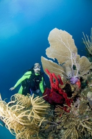 Observando la vegetacion marina